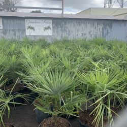 Windmill Palm Trees, Cold hardy Palms, Beach, Coastal Landscaping Garden