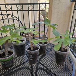 Rooted Fig Cuttings