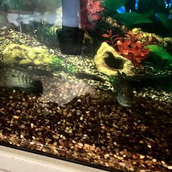 Fish Tank And Fish 55gal