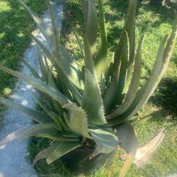 Aloe Vera Plants Mature