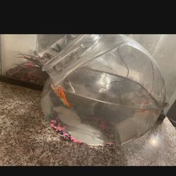 Fish Bowl 