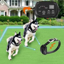 New For Dogs