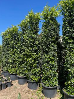 Ficus Nitida