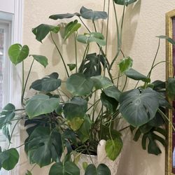 Large Healthy Monstera with Decorative Pot