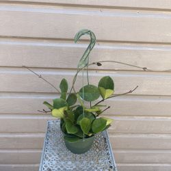 6” Hoya Obovata