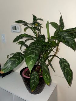 Chinese evergreen