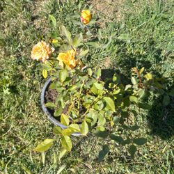 Rose Plant 