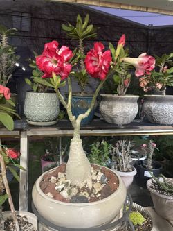 Desert Rose / Rosa De Desierto