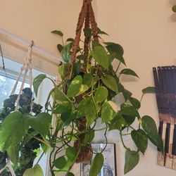 Golden Pothos House Plant