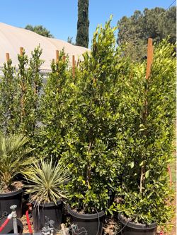 Indian Laurel ficus 15 gal