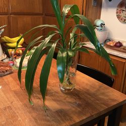Dracena