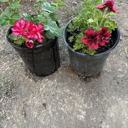 Geranios De Diferentes Colores  