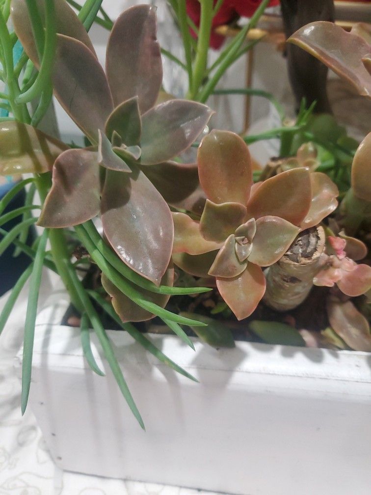 Mother's Day Succulent Arrangement.