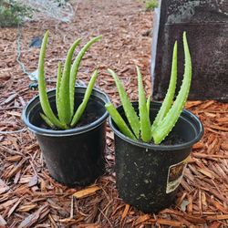 Aloe Vera Plant 