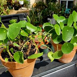 Chinese Money Plant  , Ufo Plant,