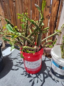 Nebel's Rainbow plumeria cuttings