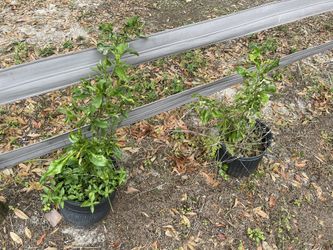 Organic Lime Trees All Sizes. Each Tree Is $25.00