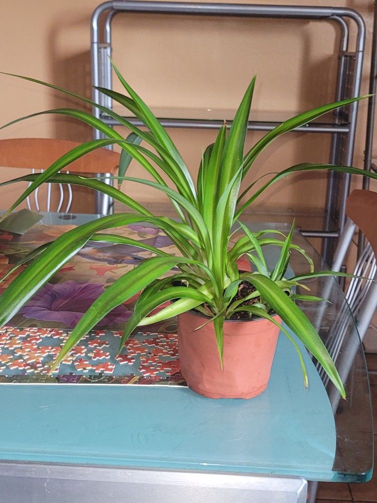 Spider Plant