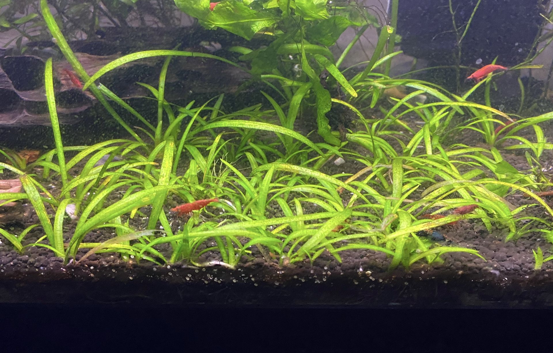 Aquarium Plant; Dwarf Sagittaria