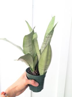 Sansevieria Moonshine Snake Plant 4" Pot - Indoor House Plants