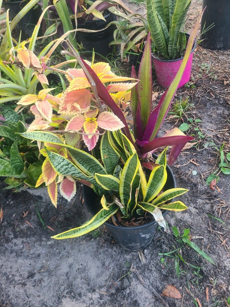 My Garden