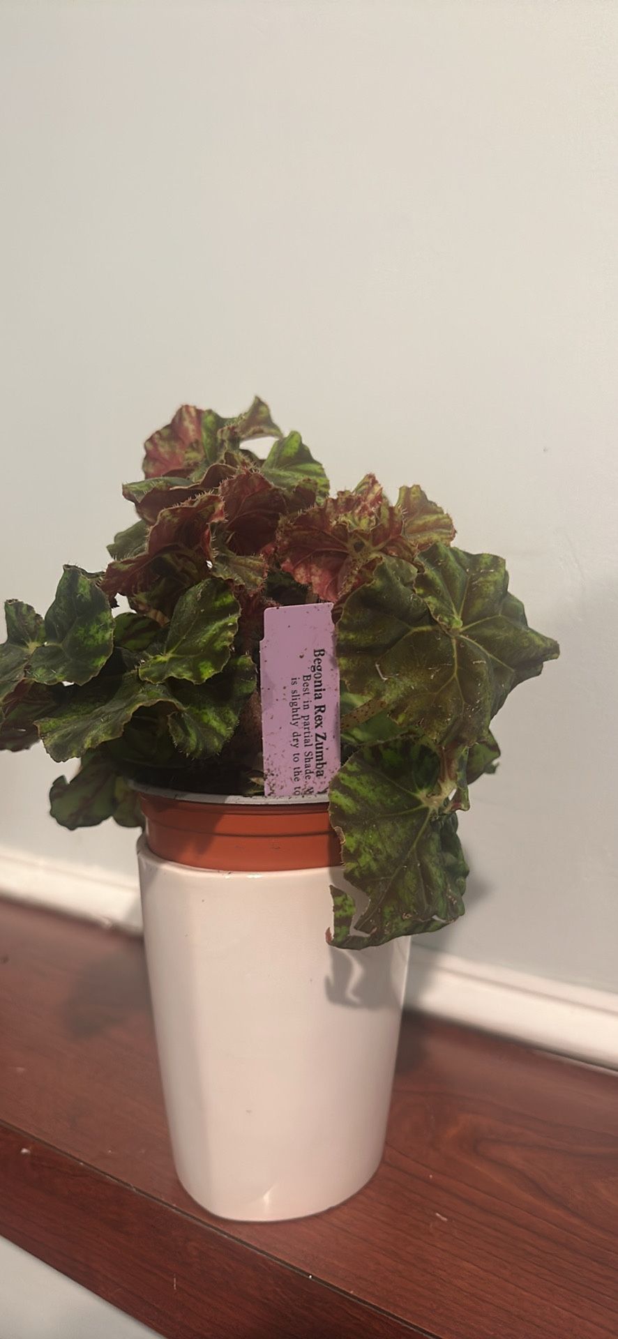 Begonia Rex (Zumba)