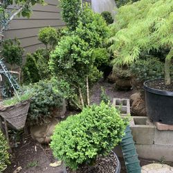 Boxwood 