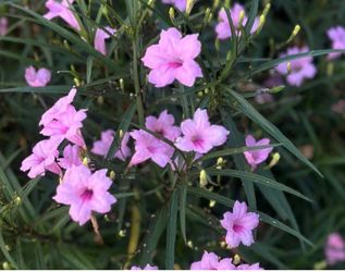 White and pink Mexican petunias/ruellia