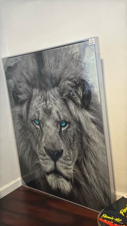 Huge lion framed picture