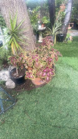 Planta $20