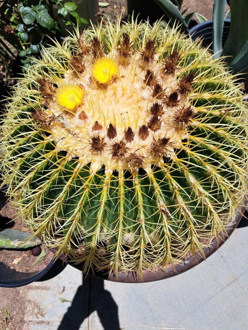 Bonito Cactus 🌵 Gigante