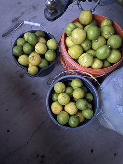Homegrown Limas