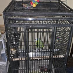 Bird Cage 