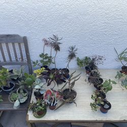 ‼️🌵🪴MOVING OUT PLANTS SALE! EVERYTHING MUST GO! 🌱🪻‼️