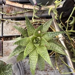 Beautiful Succulents 