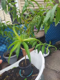 Apricot tree/arbol de durazno