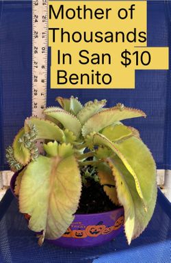 Plant For Sale Mother Of Thousands 