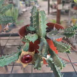Stapelia Plant