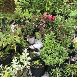 Yerbabuena  Oregano Menta