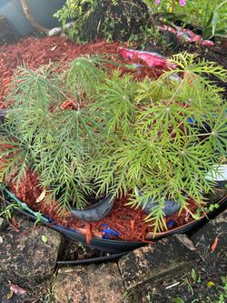Butterfly plant-