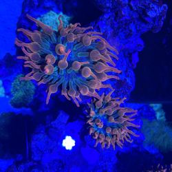 Coral Decorations For Sale 