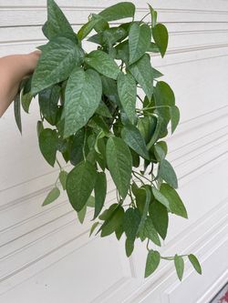 Cebu blue Pothos plant