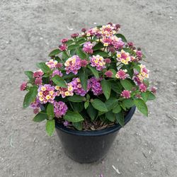 Lantana 