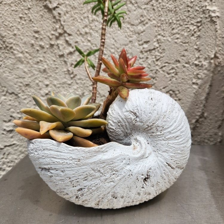 Mothers Day Gift Idea! Shell Vase With Succulents 