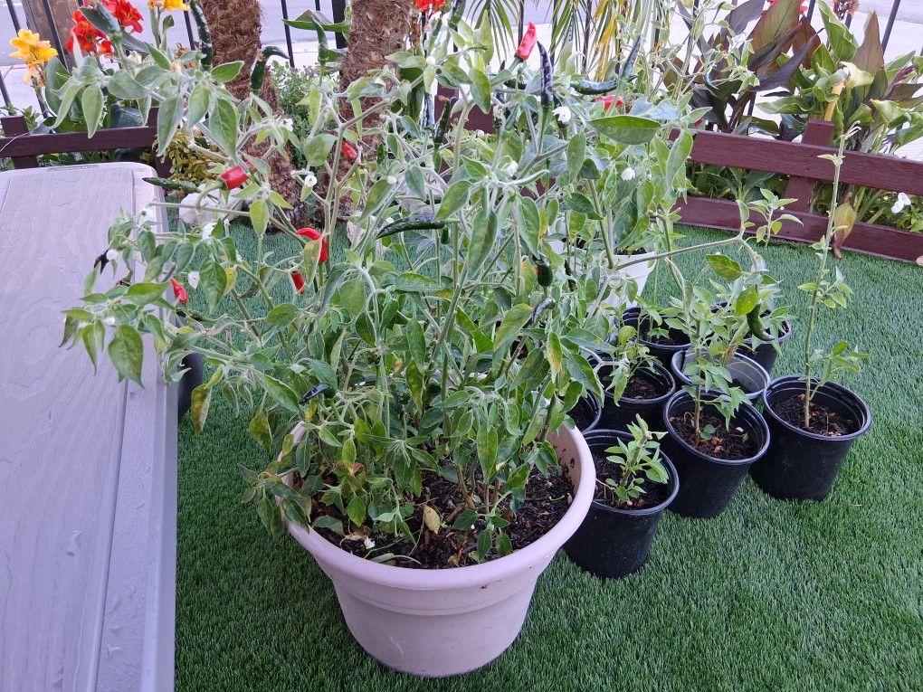 Pepper Plants