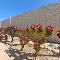 🌵Prickly Pear Cactus🌺Flowers🪴POTTERY