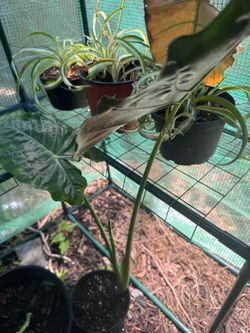 Royal Shield Alocasia