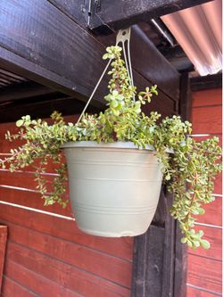 Elephant Bush Plant