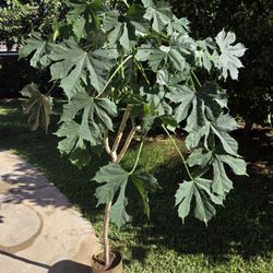 Chaya Plant Medesinal 