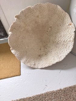 Beautiful Large Natural White Coral – Unique Ocean Specimen